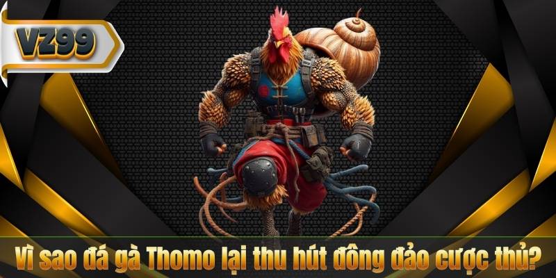 Đá Gà Thomo – Cá Cược Đỉnh Cao Với Những Chiến Kê Huyền Thoại 7 Vì sao đá gà Thomo lại thu hút đông đảo cược thủ?